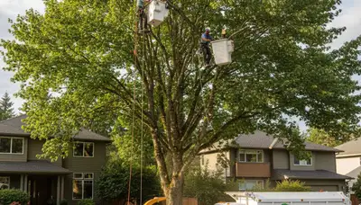 Professional tree removal service team working safely in Bellevue, WA