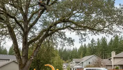 Professional tree removal service in Bellevue WA by certified arborists | TreeTrimmingBellevueWA