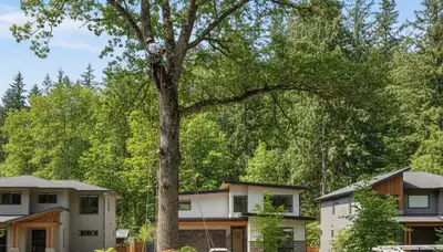 Professional tree removal service in Bellevue, WA safely cutting and clearing large backyard trees