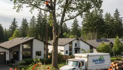 Professional tree removal service in Bellevue WA by certified arborists | treetrimmingbellevuewa.com