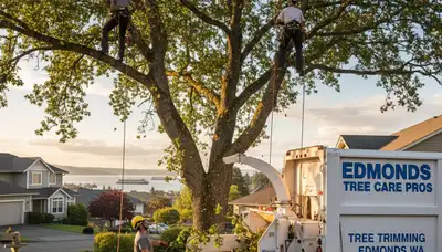 Professional tree removal service in Bellevue WA safely clearing large trees for homeowners