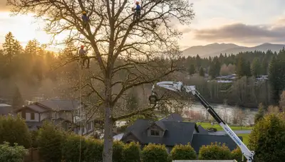 Professional tree removal service in Bellevue WA by certified arborists | TreeTrimmingBellevueWA