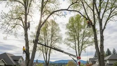 Professional tree removal service in Bellevue WA by certified arborists at TreeTrimmingBellevueWA