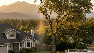 Professional tree removal service in Bellevue WA by licensed arborists | TreeTrimmingBellevueWA