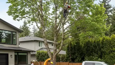Professional tree removal service in Bellevue, WA by certified arborists at treetrimmingbellevuewa.com