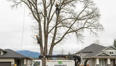 Professional tree removal service in Bellevue, WA by certified arborists at treetrimmingbellevuewa.com