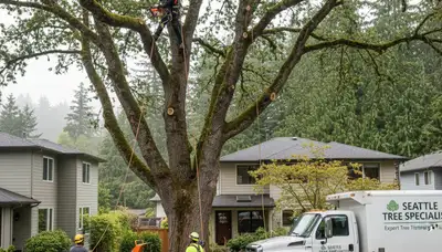 Professional tree removal service in Bellevue WA clearing trees safely and efficiently