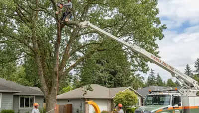 Professional tree removal service in Bellevue WA safely clearing large trees for residential property